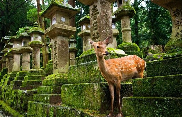 漫步奈良公園，與可愛小鹿共赴春日之約