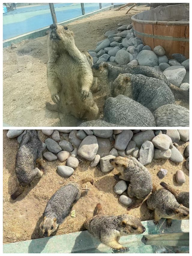 石嘴山沙湖沙漠與湖水相映成趣人間另一番景象