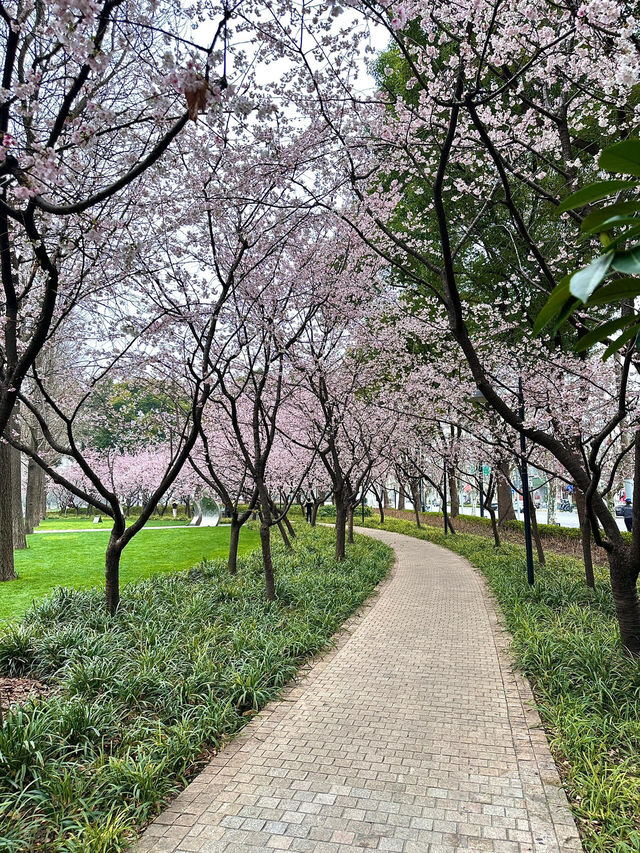 上海市區｜靜安雕塑公園的早櫻已經開咗！