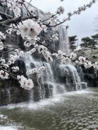 北京西山國家森林公園賞花超全攻略