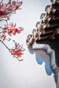 三月耦園打卡玉蘭花