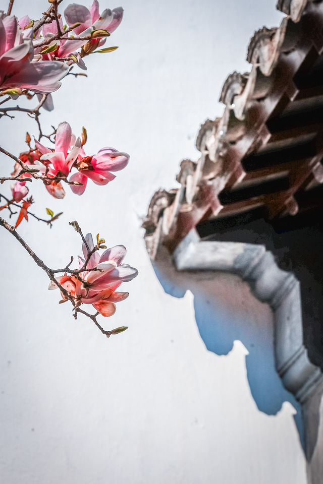 三月耦園打卡玉蘭花