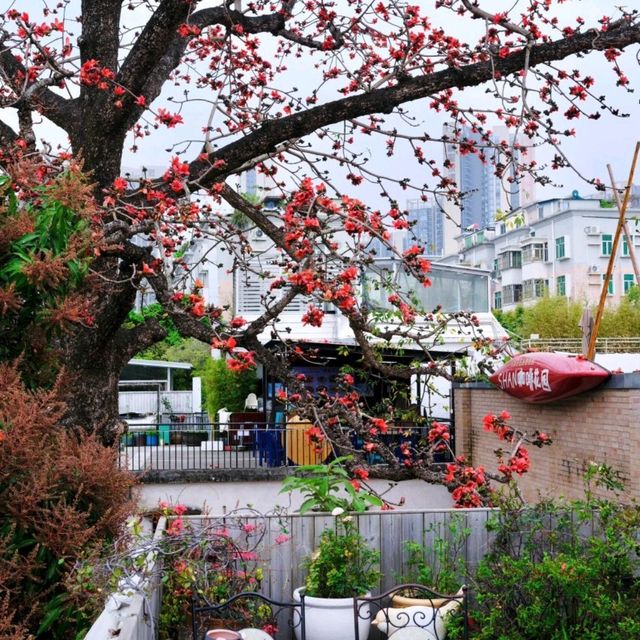 春日聚會，共賞木棉