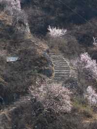 新密徐霞客古道 | 千年行旅遇上杏花海
