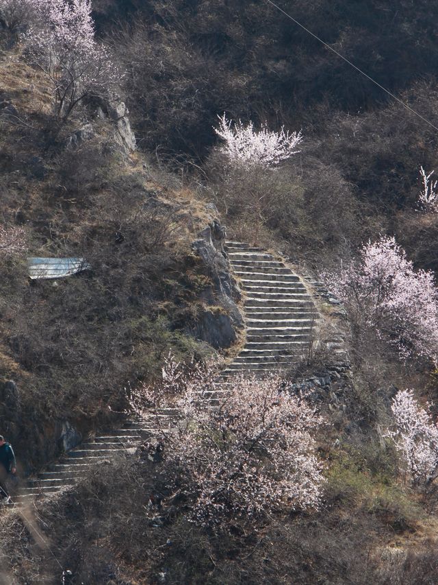 新密徐霞客古道 | 千年行旅遇上杏花海