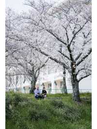 Discover the Hidden Cherry Blossom Gem of Saho River in Nara