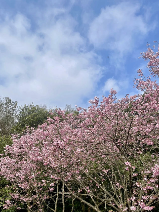 春櫻綻放,雲霧陽明 春櫻綻放,雲霧陽明