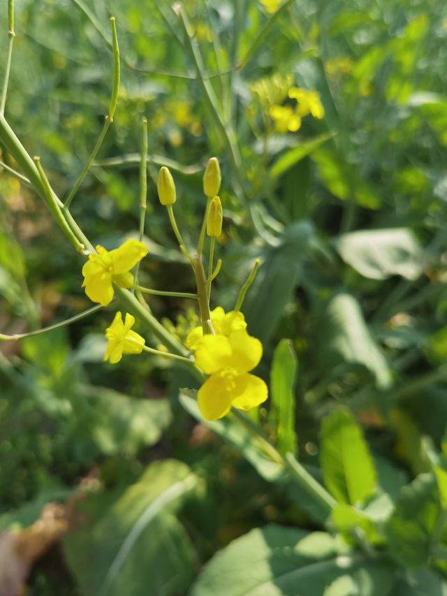 鄉間村野油菜花故