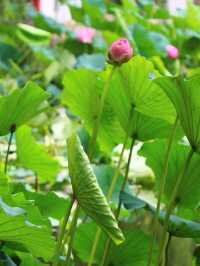 吉林市賞荷花·江濱公園賞荷攻略