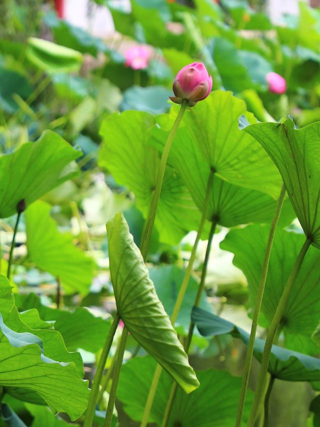 吉林市賞荷花·江濱公園賞荷攻略