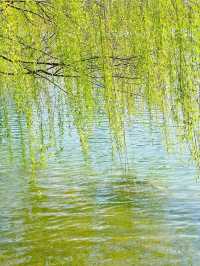 西湖公園踏春聖地