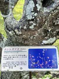 今歸仁城，櫻花下的琉球遺跡