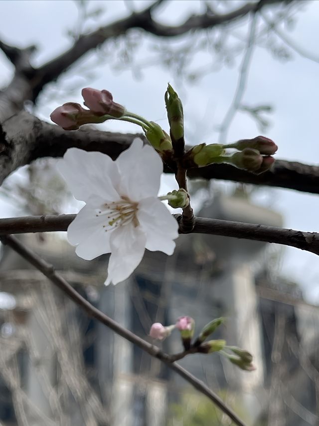 踏青好時節｜千樹櫻花季