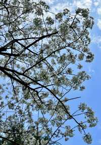 閘北公園更值得去拍春花的三大理由
