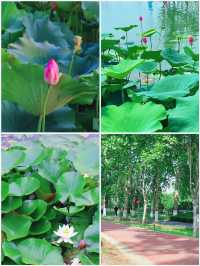 吉林賞荷花 | 3月，‌淨月潭國家森林公園的荷花來場約會