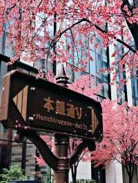 日本賞櫻🌸多條路線攻略請收好