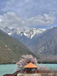 比起嘎拉桃花村，我更愛沿途的雪山和桃樹