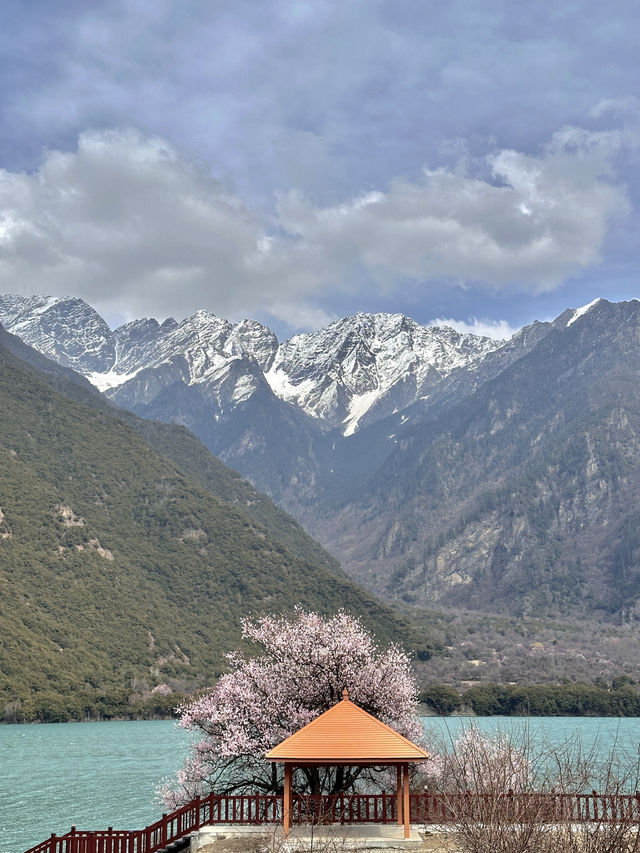 比起嘎拉桃花村，我更愛沿途的雪山和桃樹