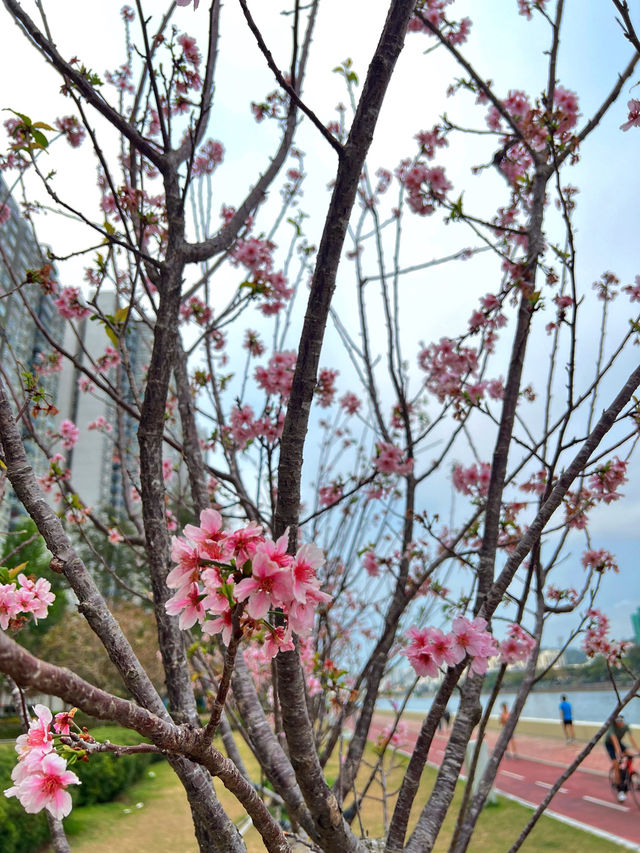 🌸香港沙田石門河畔櫻花盛景