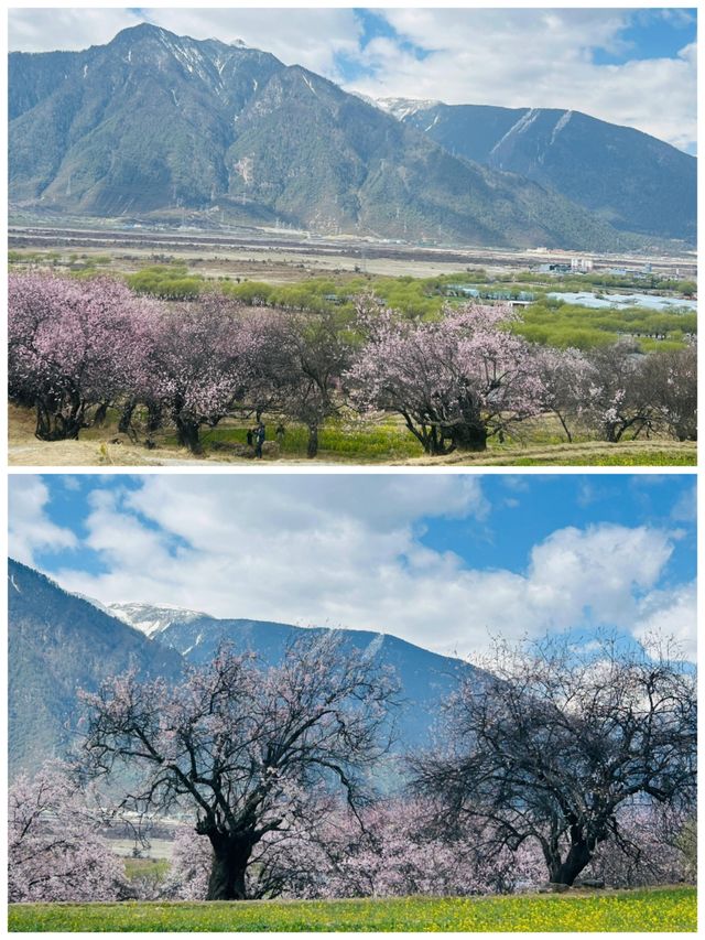林芝，藏在雪域高原的桃花源