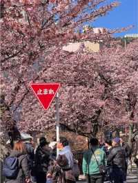 【沖繩櫻花季最全攻略】熱帶海島的粉色浪漫