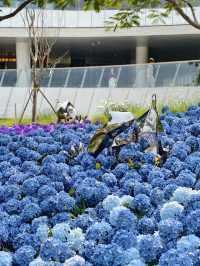 🌷珠海春日 | 花海棧道奇幻之旅，速來解鎖✨