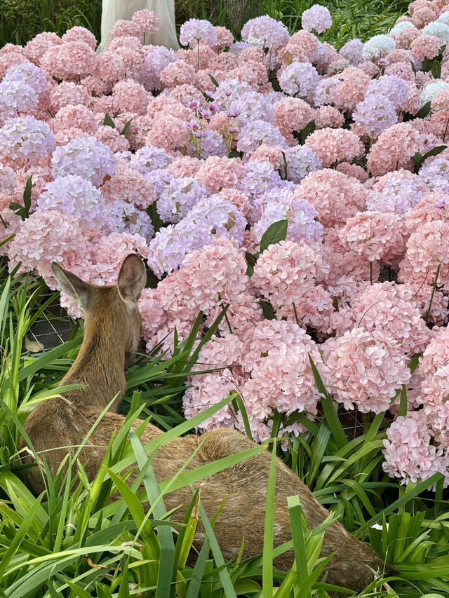 🌷珠海新貌 | 治愈系花海棧道，美翻啦🌸