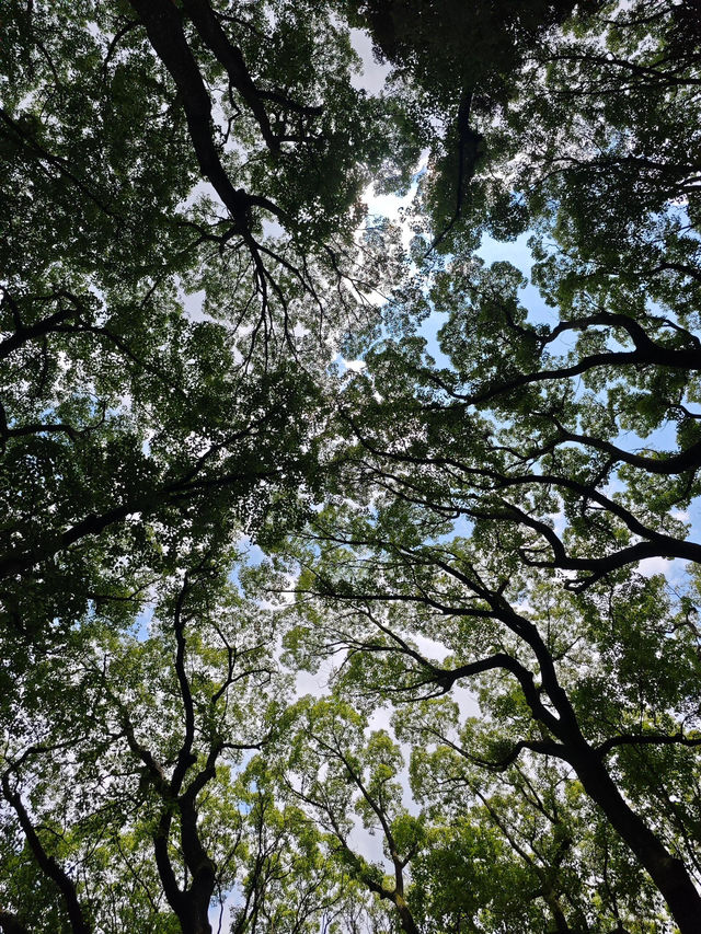 在東京代代木公園，與狗狗共度療癒時光