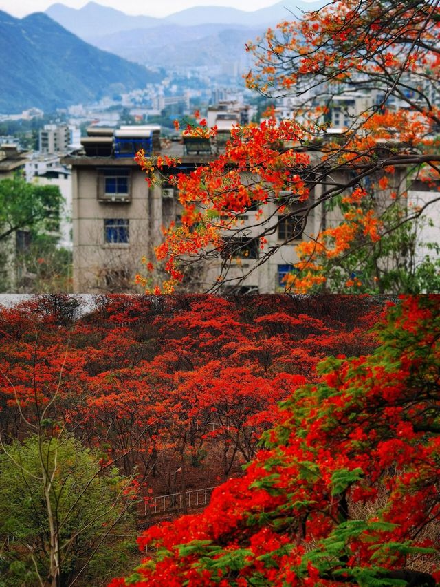 鳳凰花開的攀枝花，邂逅最美的紅色浪漫