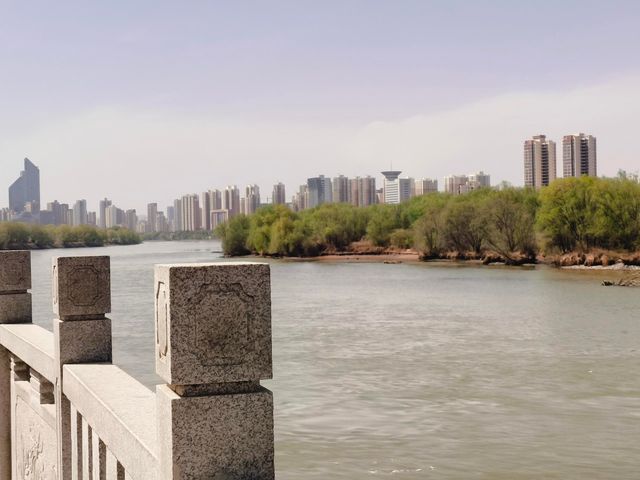 春日黃河畔 綠柳映清波