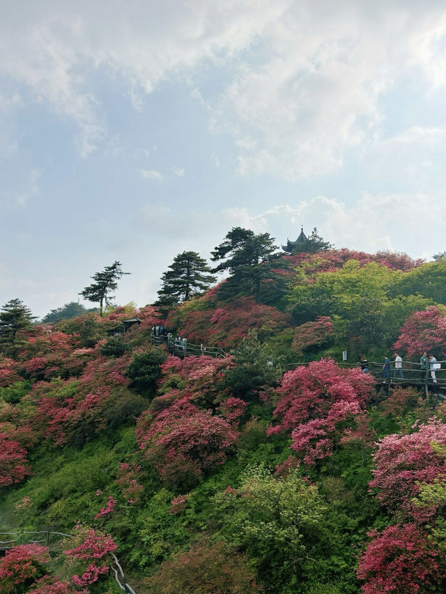 杜鵑花海暴擊｜在鄂東第一峰收割春日限定浪漫