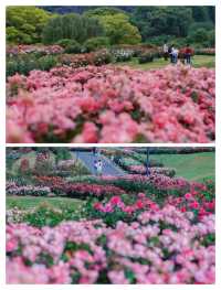 上海五一限定版「莫奈花園」靚到窒息！快啲嚟！