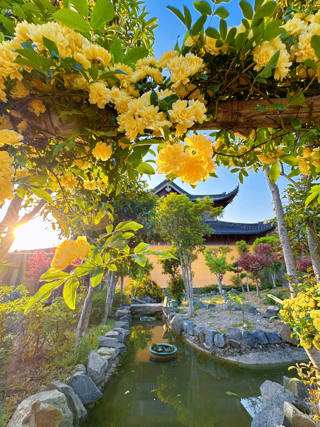 藏在舟山的佛系小眾秘境“善成禪寺”