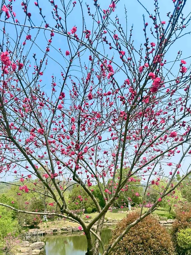 武漢行山好去處！九真山令我再次愛上大自然，附攻略