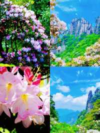 三清山6月杜鵑尾期攻略！抓住花海最後驚艷