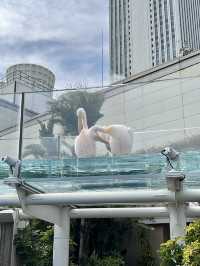天空中的水族幻夢