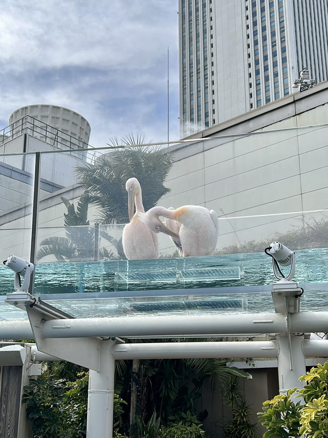 天空中的水族幻夢