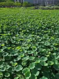 探索華發水郡濕地公園：邂逅荷花盛放的詩意時光