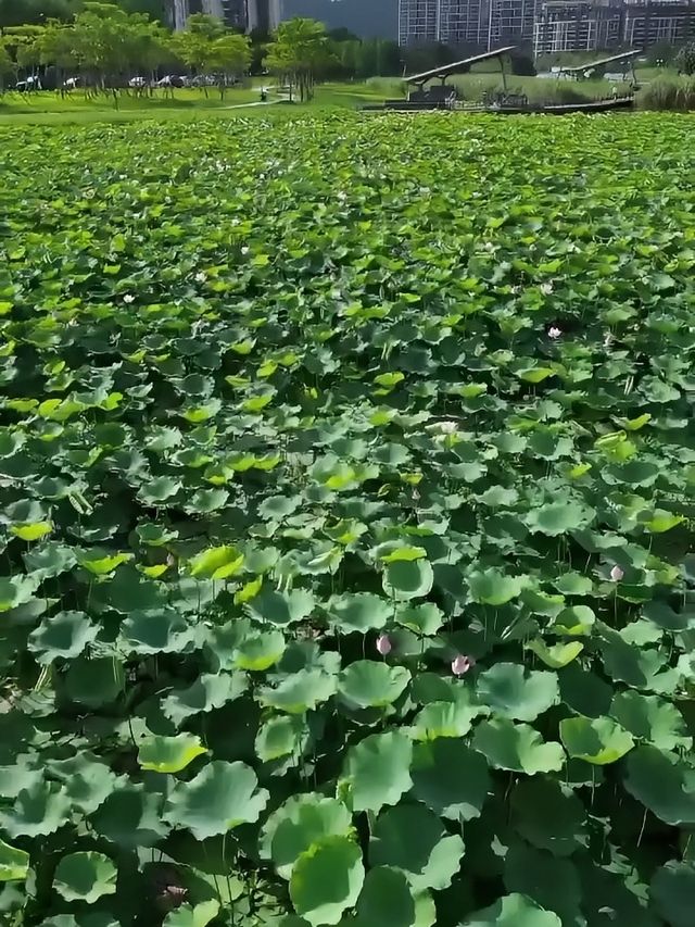 探索華發水郡濕地公園：邂逅荷花盛放的詩意時光