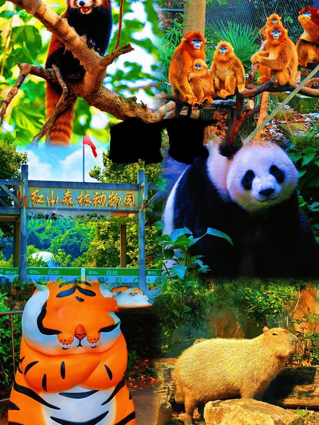 喺唔去紅山森林動物園，就冇機會喇，我真係好想去呀！
