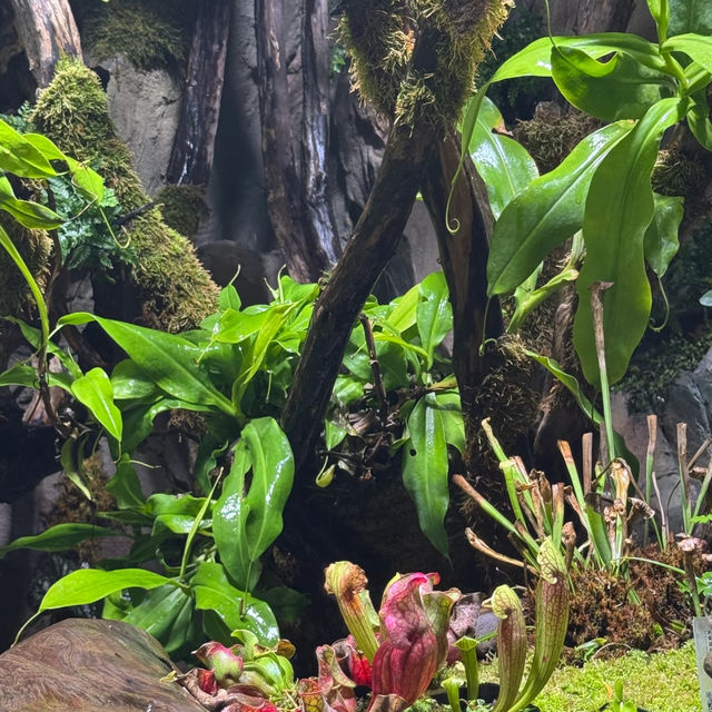 魔都綠野仙蹤｜亞洲最大溫室花園全攻略（含隱藏玩法）