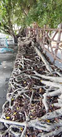 漳州釜山古城牆：穿越六百年的時光長廊