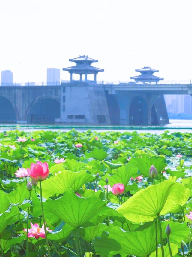 武漢人擠人？嚟漢陽冷門寶藏公園躺平！