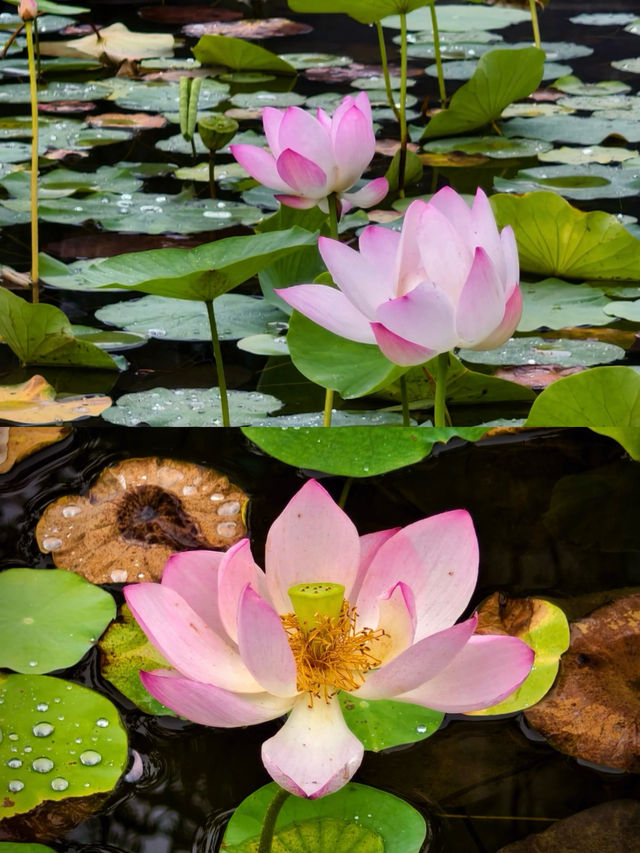 《「荷你有約」：宜昌兒童公園荷花節浪漫來襲》