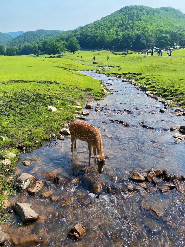 帶住細路再遊伊春！迪士尼都變咗背景板