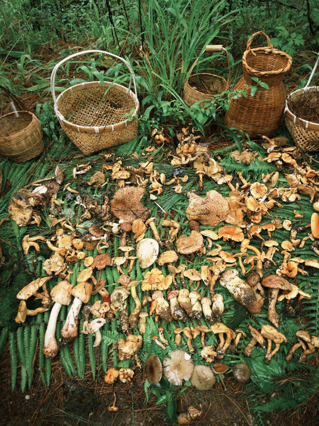 大理菌子山野之旅，開鑼啦！