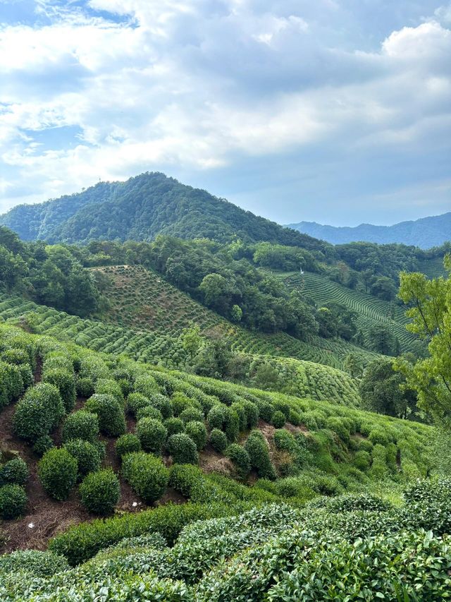 杭州九溪徒步｜喺小溪同茶園治癒系吸氧
