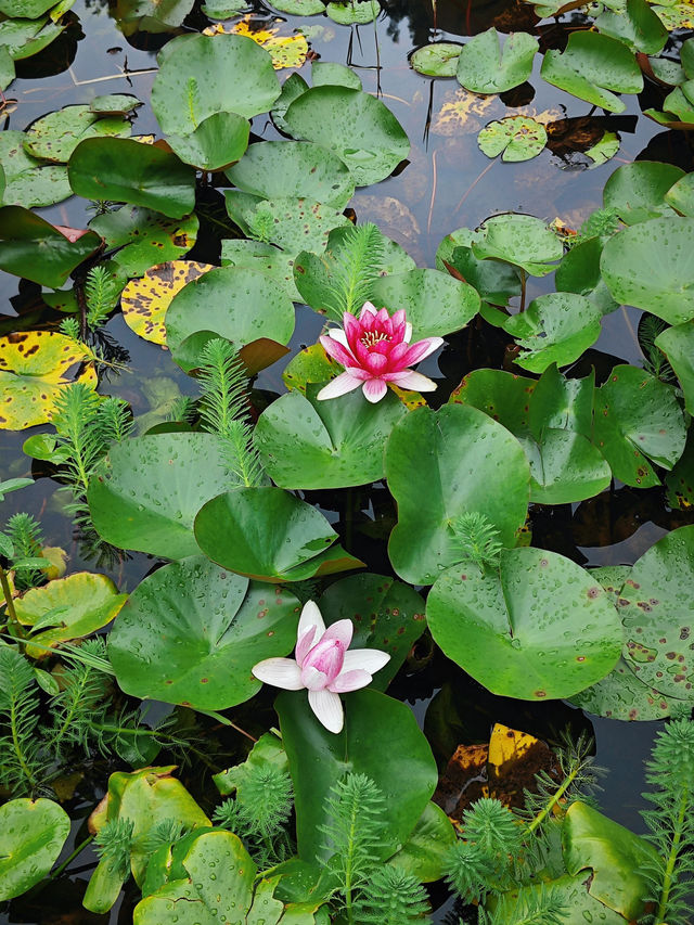 蘇州也有莫奈花園!虎丘濕地睡蓮美瘋啦 蘇州也有莫奈花園!虎丘濕地睡蓮美瘋啦