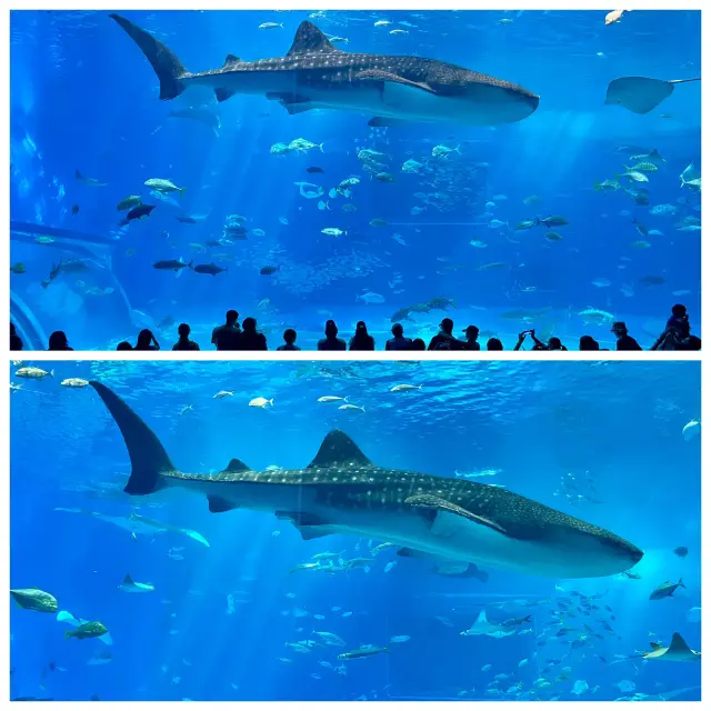🦈沖繩必看!美麗海水族館鯨鯊近距離攻略