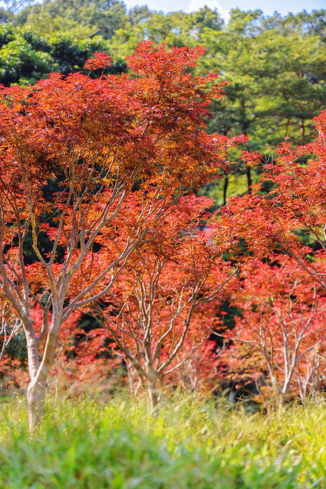 楓葉紅了廣州賞秋一定要來一趟帽峰山